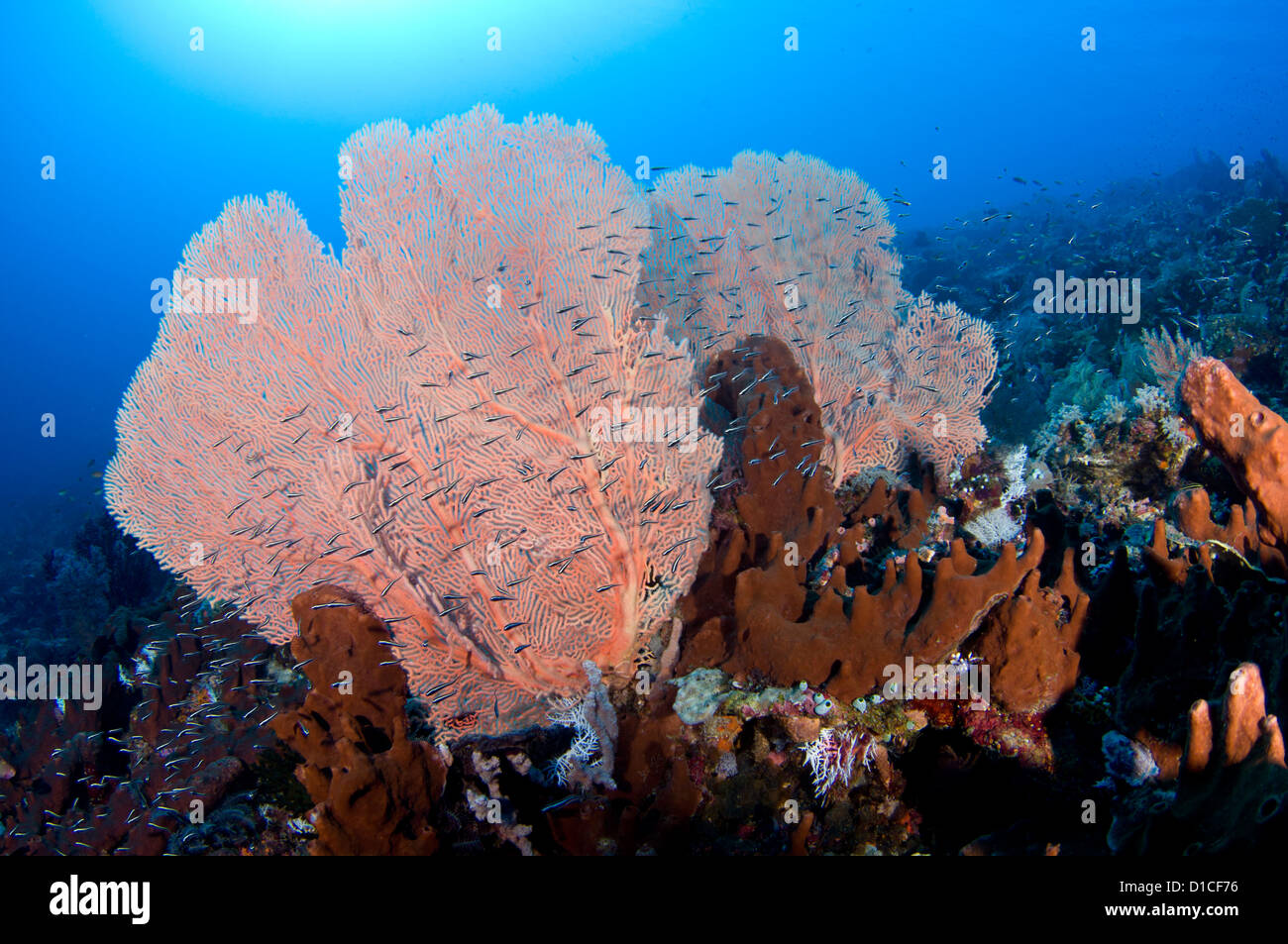 Schulzeit Jugendliche gefangene Fische, Fächerkorallen und Schwamm, Gewürzinseln, Maluku Region, Halmahera, Indonesien, Pazifik Stockfoto