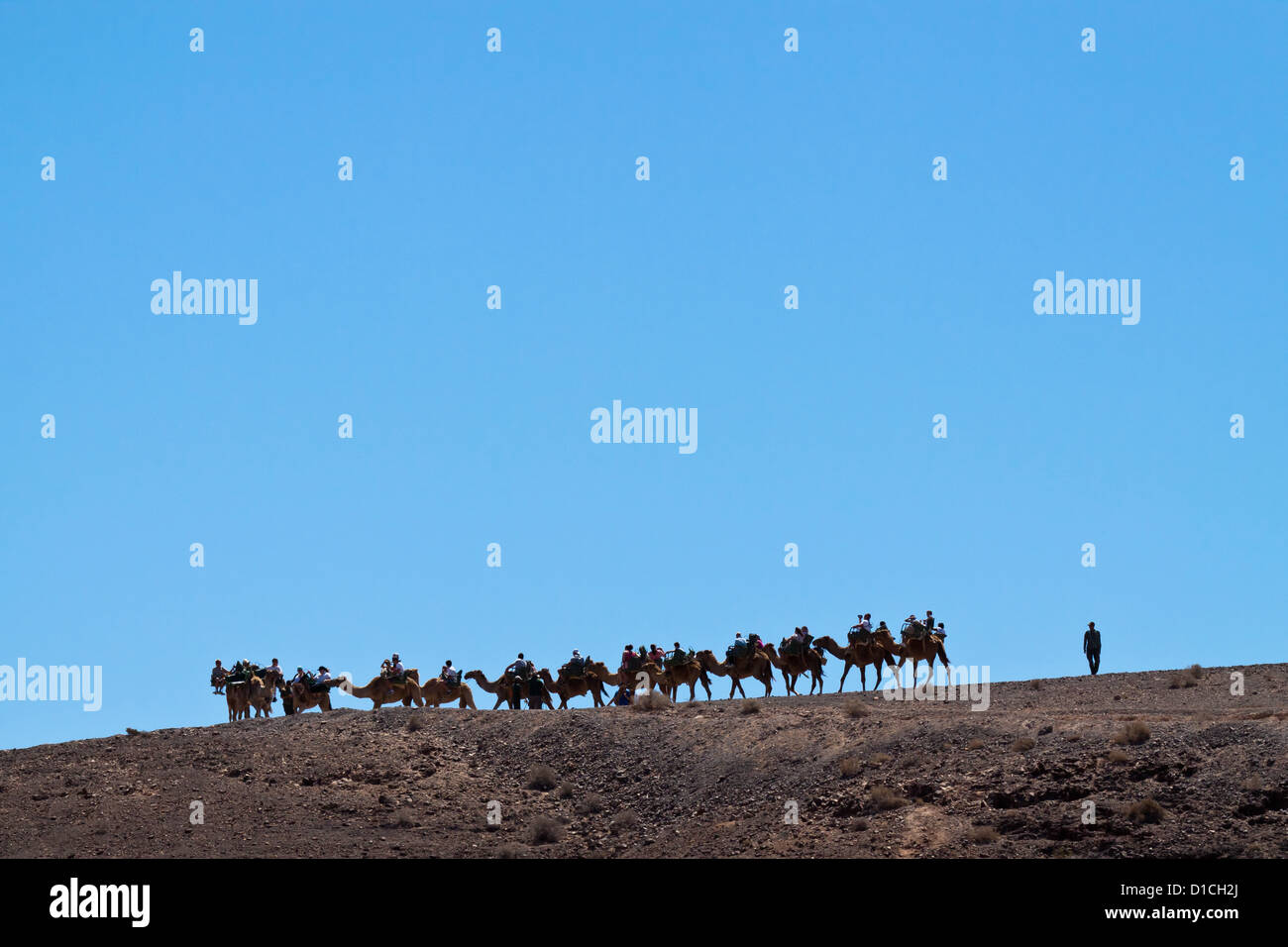 Kamel-Karawane auf Fuerteventura, Spanien Stockfoto