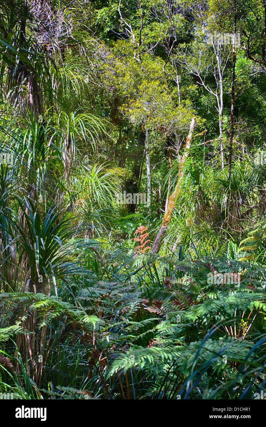 Waipoua Forest, in der Nähe von Tane Mahuta Baum. North Island, Neuseeland. Stockfoto
