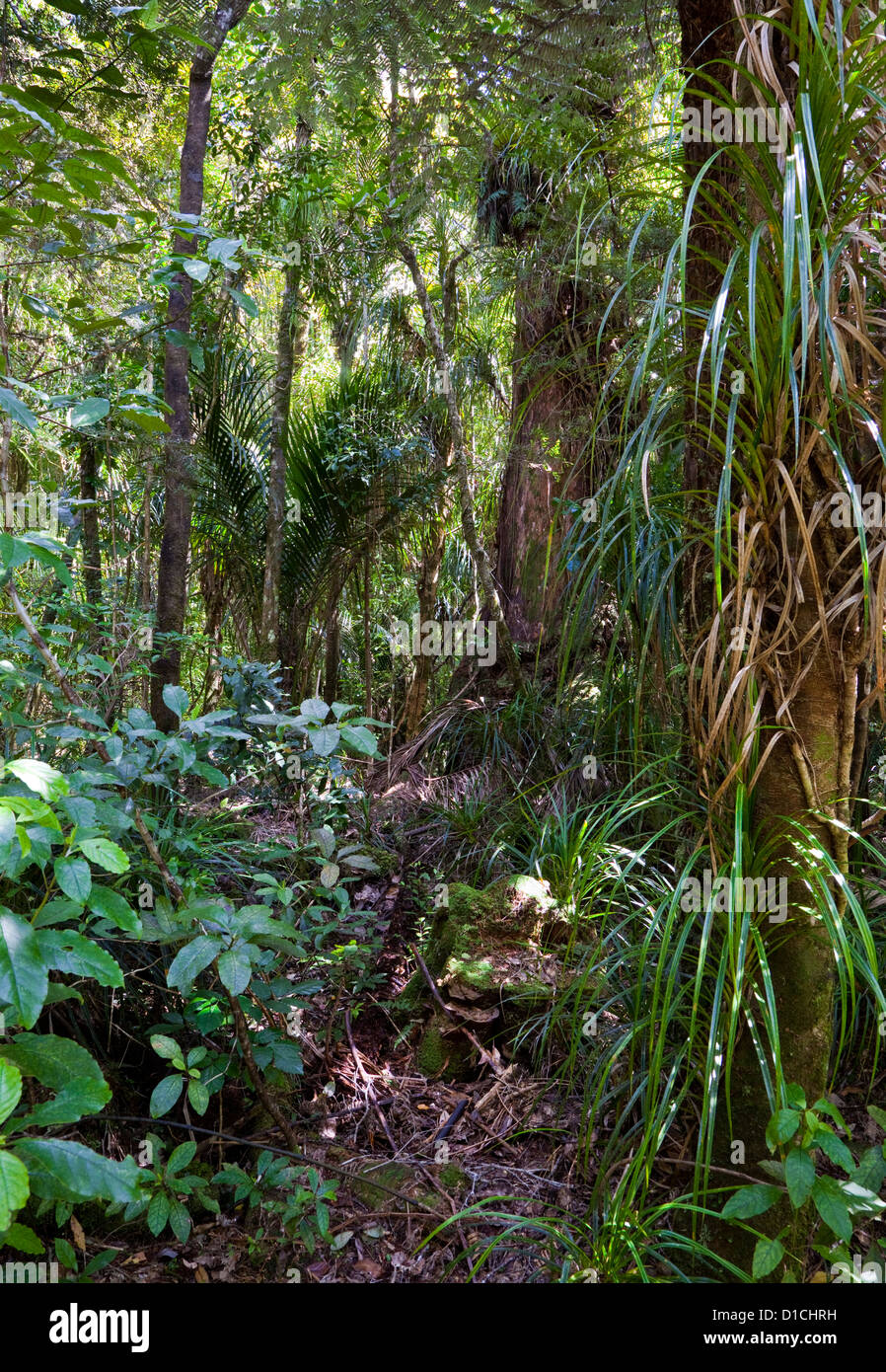 Waipoua Forest, in der Nähe von Tane Mahuta Baum. North Island, Neuseeland. Stockfoto