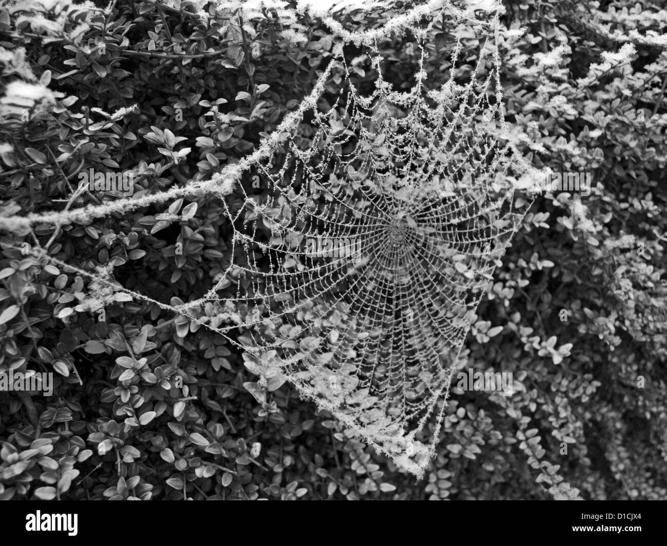 Frost bedeckt Spinnennetz im Winter, London, England, Vereinigtes Königreich Stockfoto