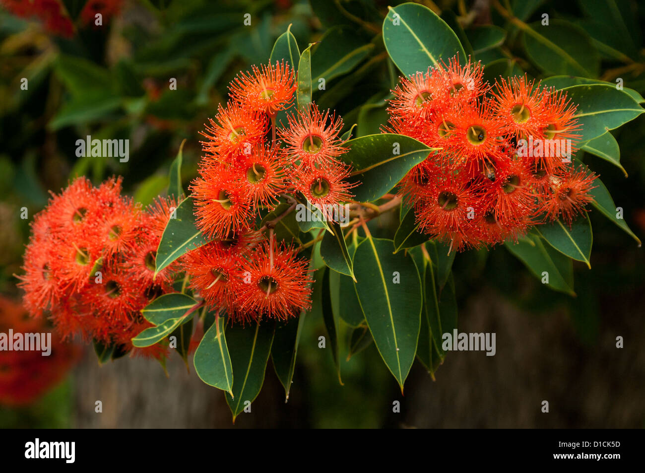 Eucalyptus Ficifolia (rote Blüte Gum) im Yanchep National Park. Stockfoto