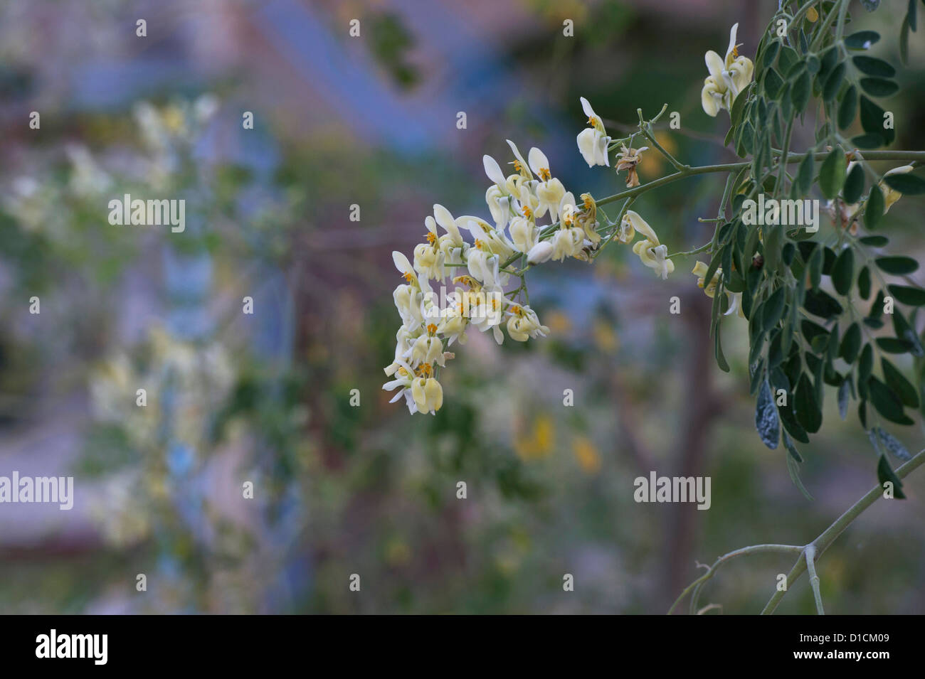 Moringa Oleifera, Drumstick Tree Blüte. Indien Stockfoto