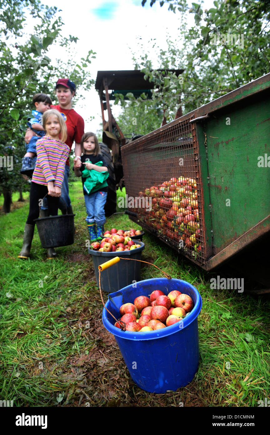 Apfelwein Herstellung in Broome Farm in der Nähe von Ross-on-Wye UK wo gibt es freie Campen und Verkostung zu freiwilligen Apple Picker Stockfoto