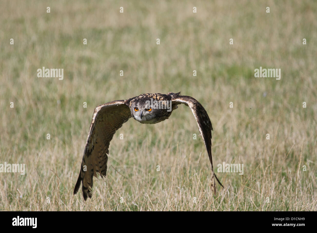 Europäische Schleiereule im Flug Stockfoto