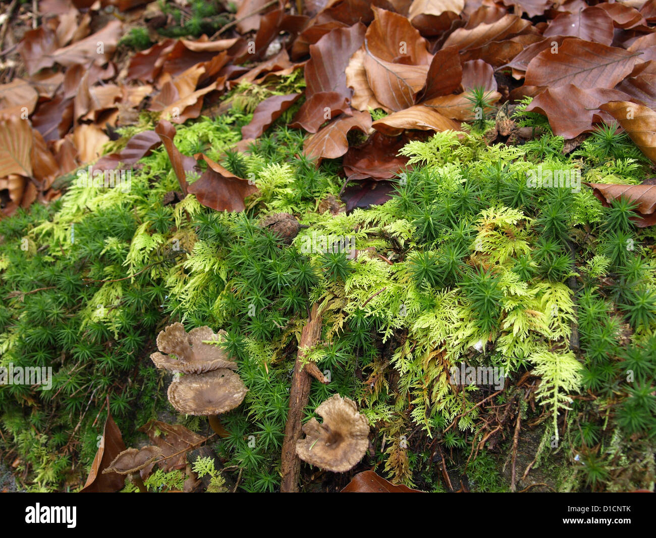 Gemeinsamen Tamariske Moos Haar Moos und Buchenwäldern Blätter in einem Wald Stockfoto