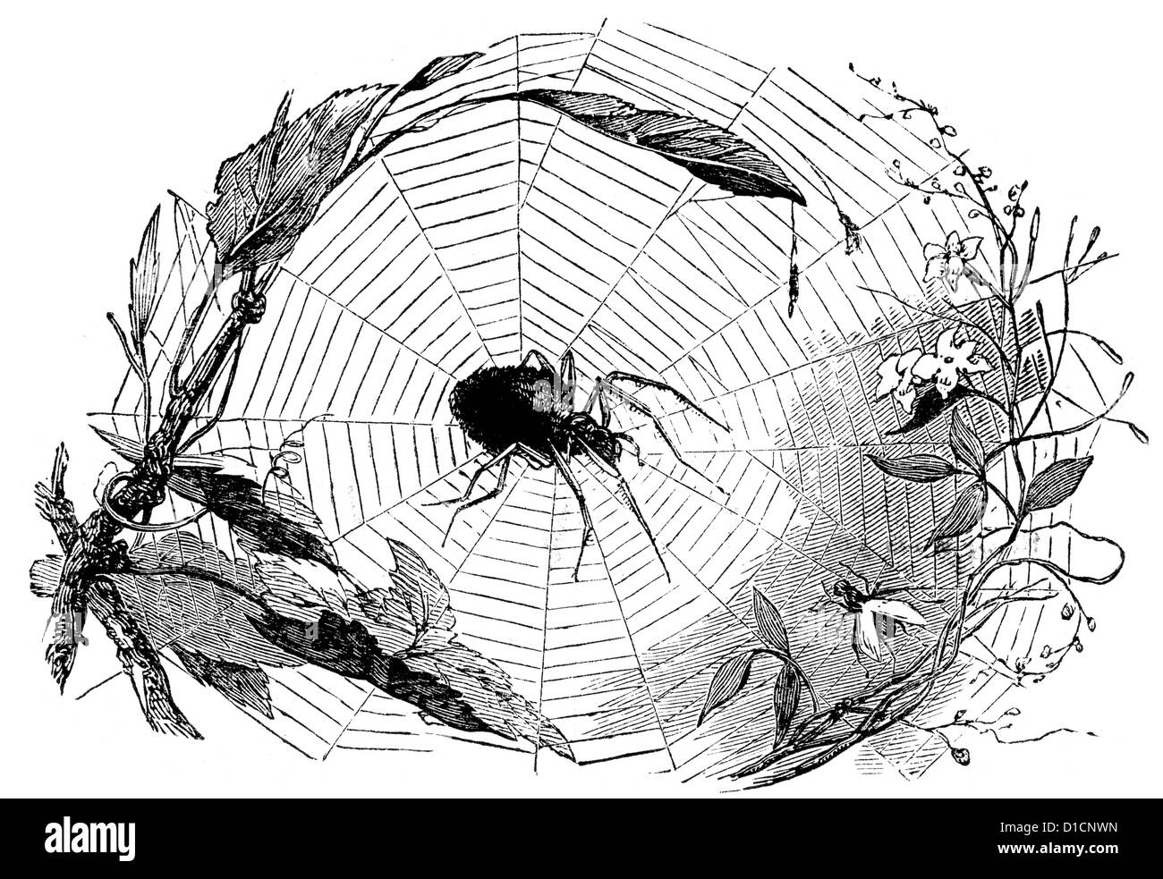 Viktorianische Gravur eine Spinne im Netz, 1897 Stockfoto