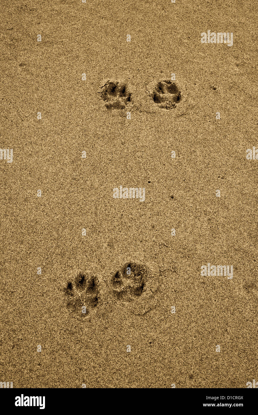 Hund Pfote Drucke In Sand Stockfoto