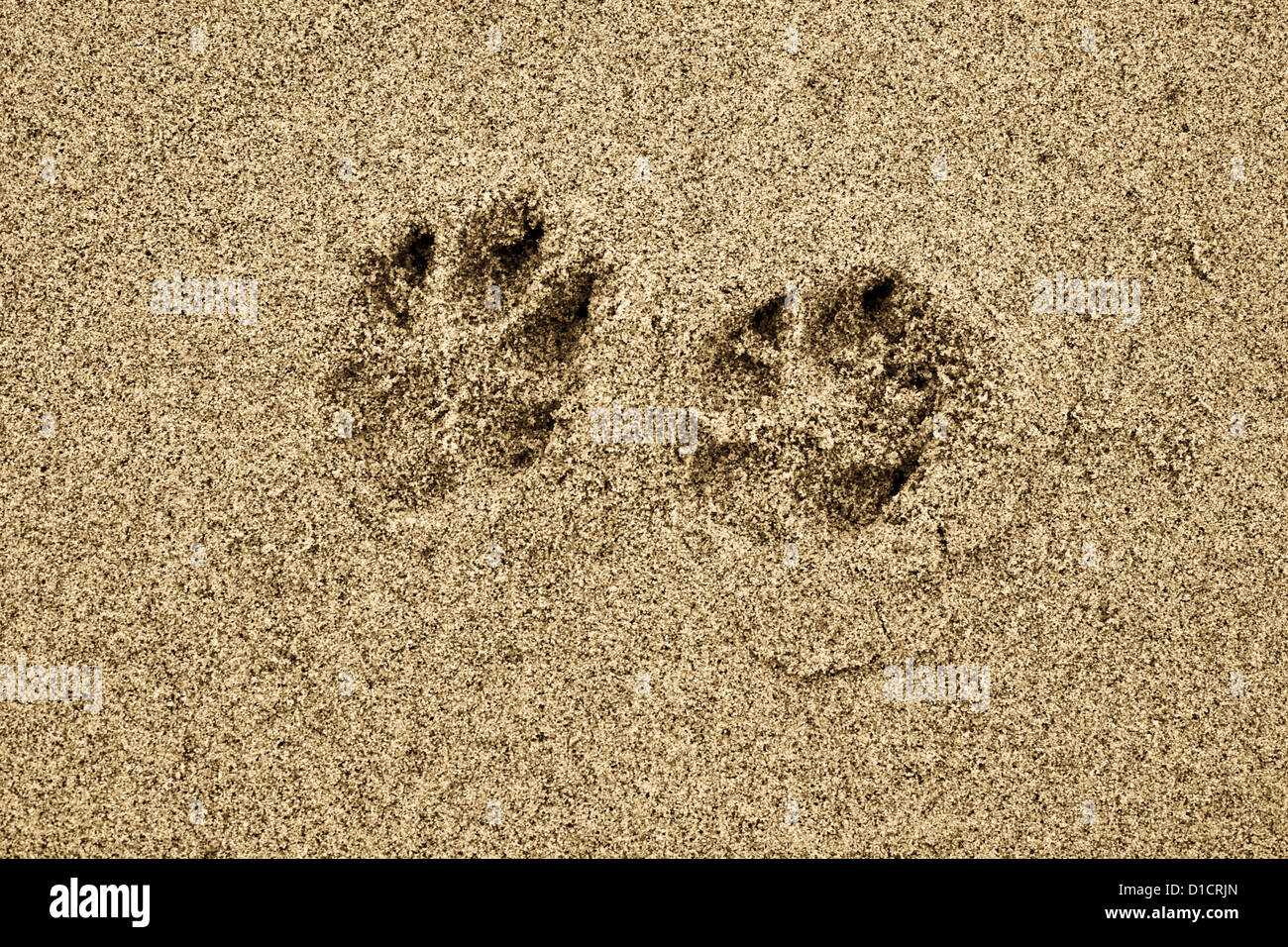 Hund Pfote Drucke In Sand Stockfoto