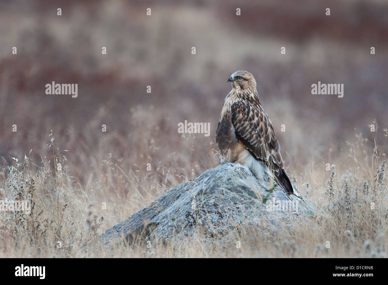 Rough – Dreibein Hawk thront auf einem Felsen, Western Montana Stockfoto