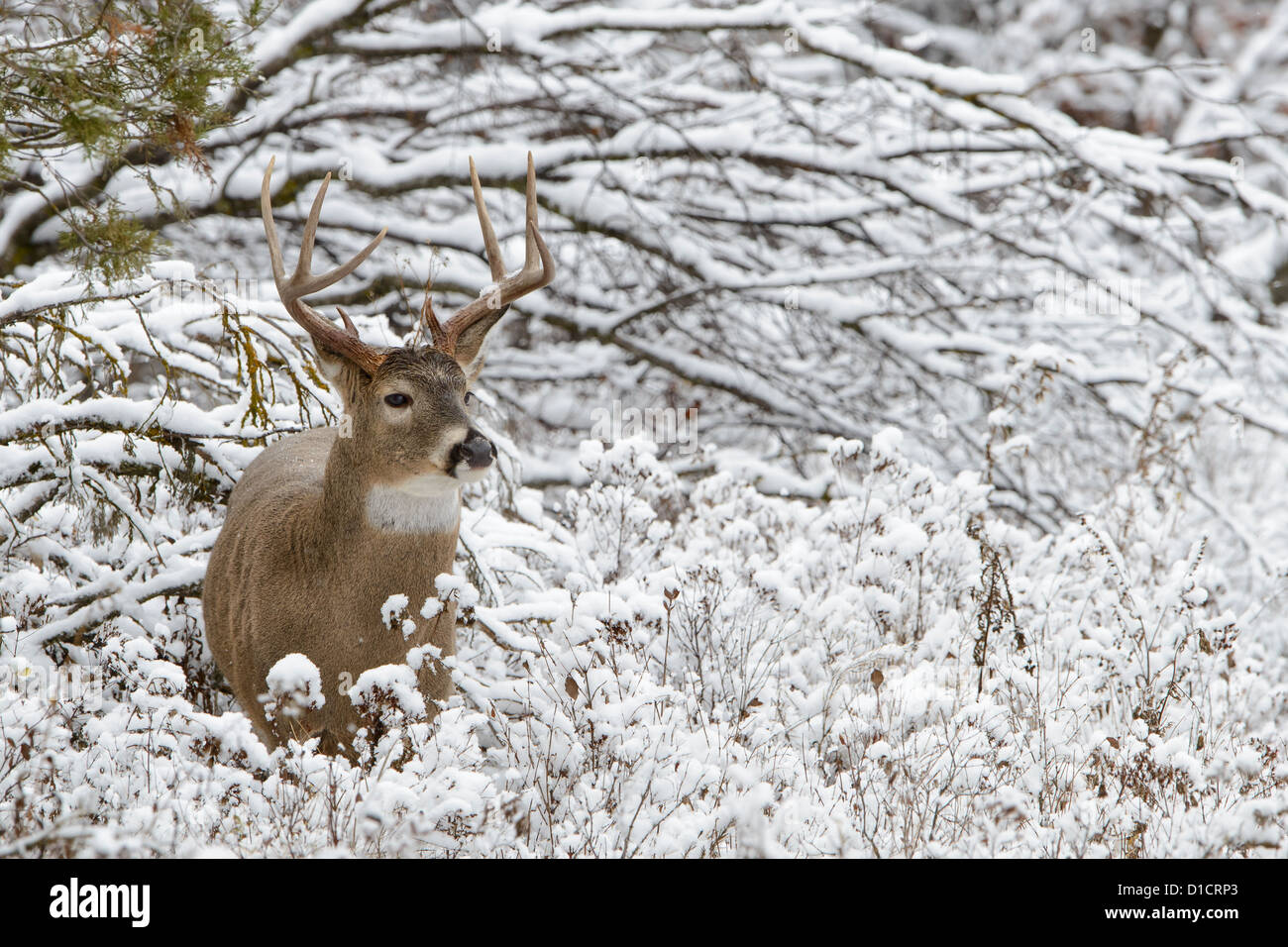 White-tailed Buck im frischen Schnee, Western Montana Stockfoto