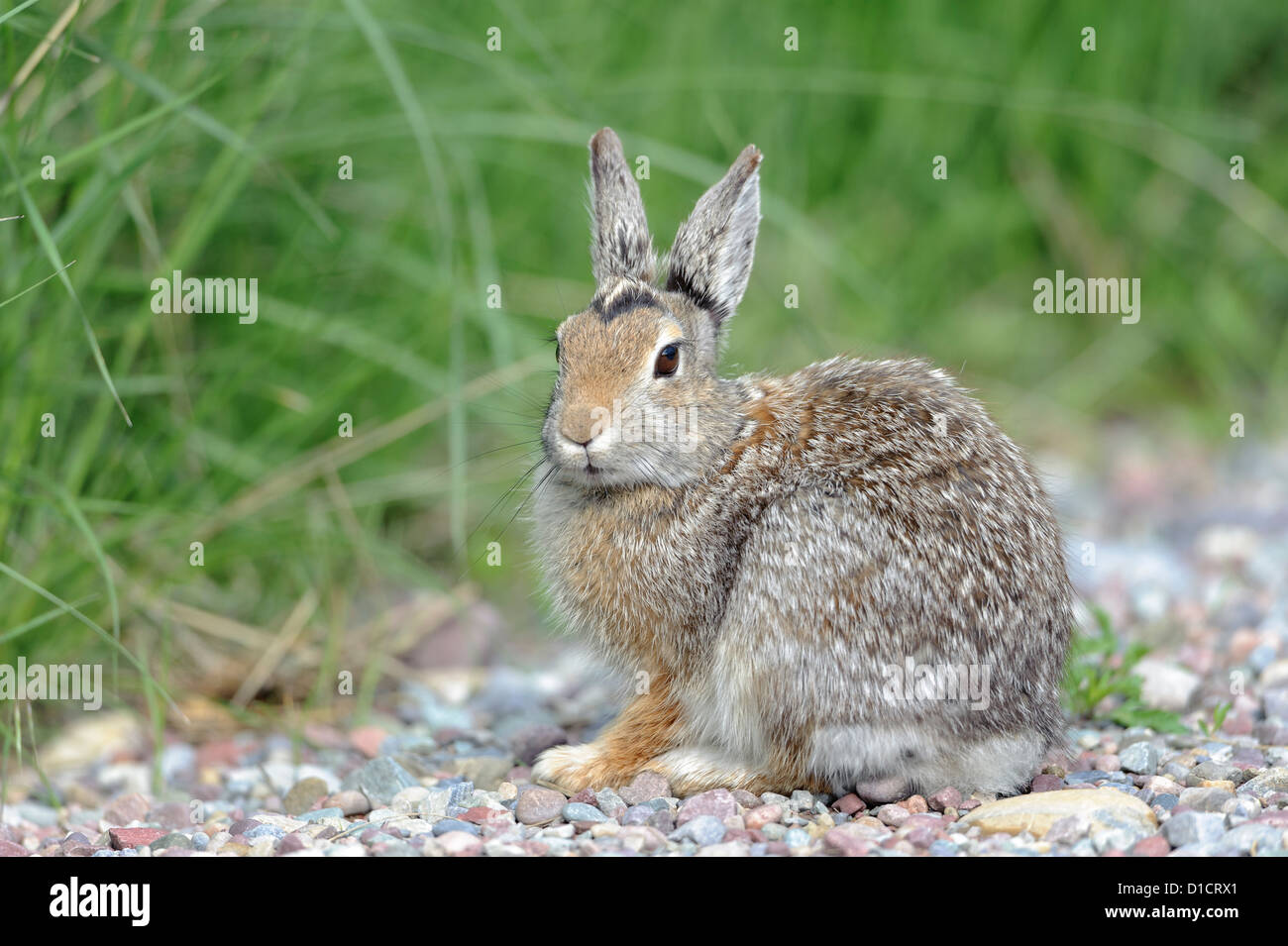 Berg Cottontail Kaninchen, westliche Montana Stockfoto
