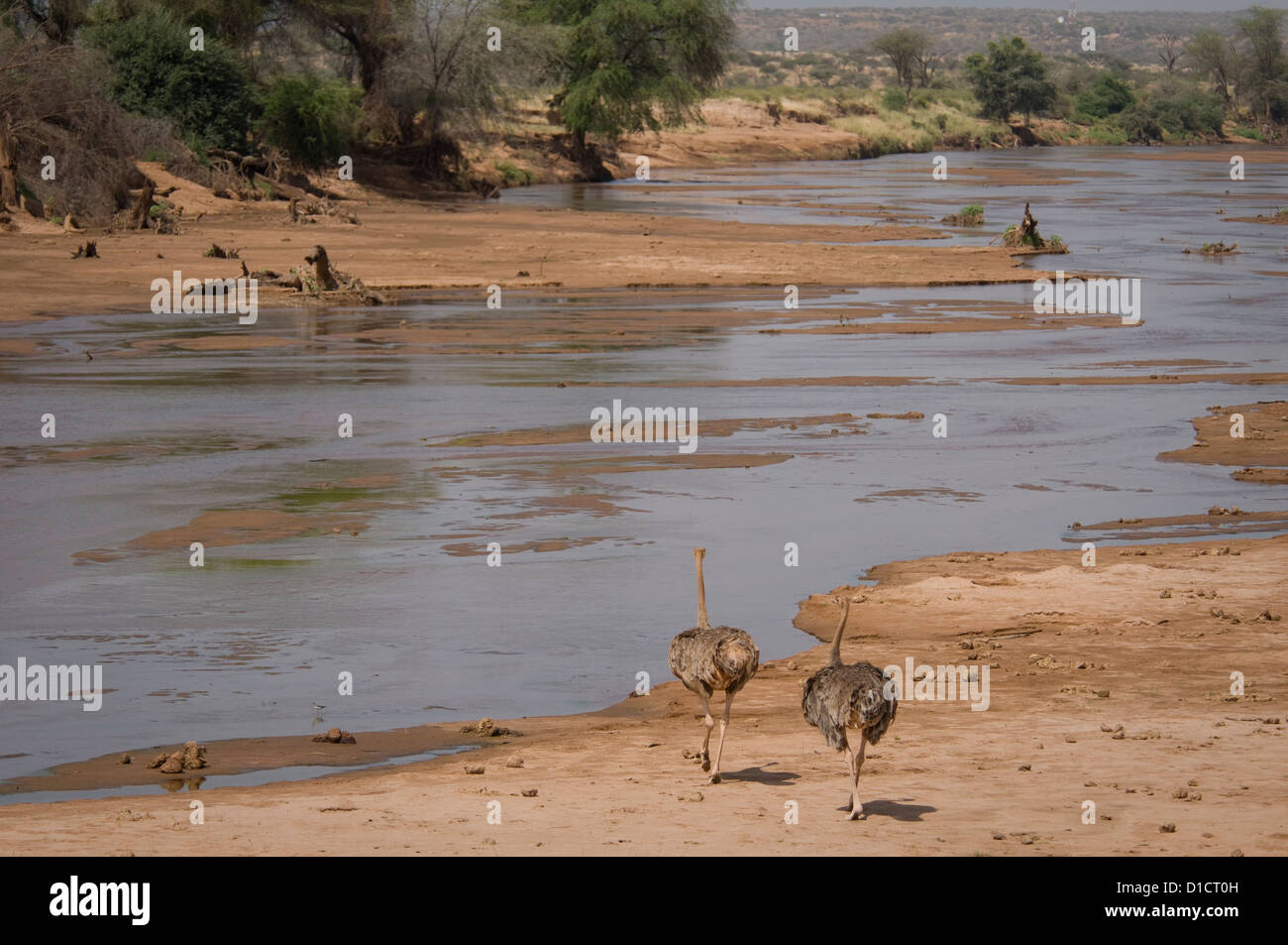 Zwei weibliche somalischen Strauße Uaso Nyiro Fluss Stockfoto