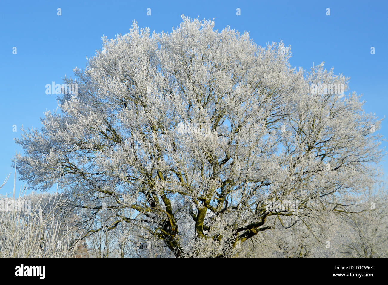 Nahaufnahme des frühmorgendlichen Reifrosts auf feinen Proben Englisch Eiche Winter Wetter Teil des blauen Himmels Landschaft Waldlandschaft Essex England Großbritannien Stockfoto