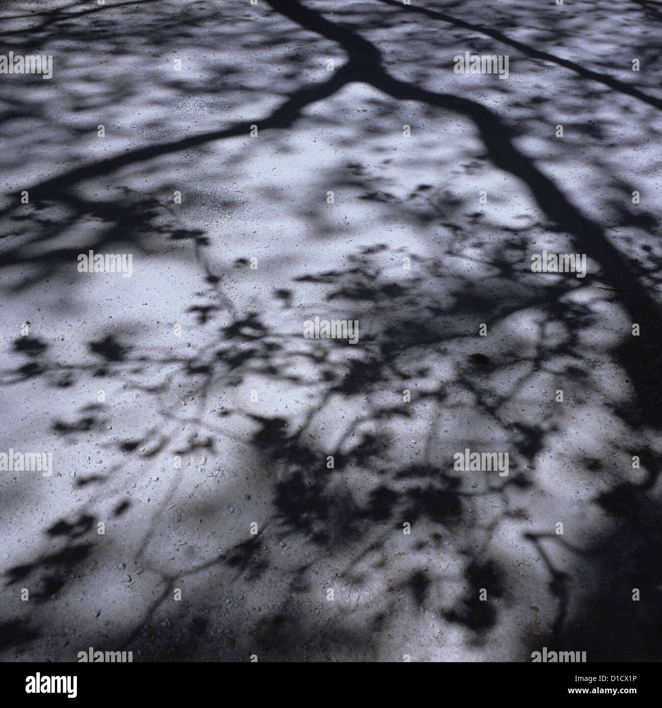 Sarche, Italien, Schatten der Äste und Zweige auf einem Bürgersteig Stockfoto