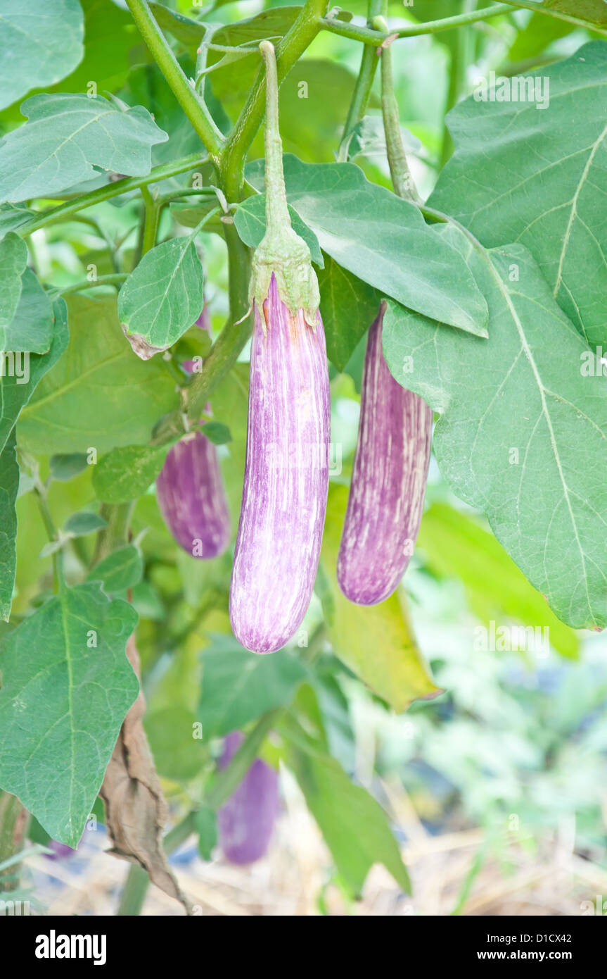 Violet Auberginen auf Baum Stockfoto