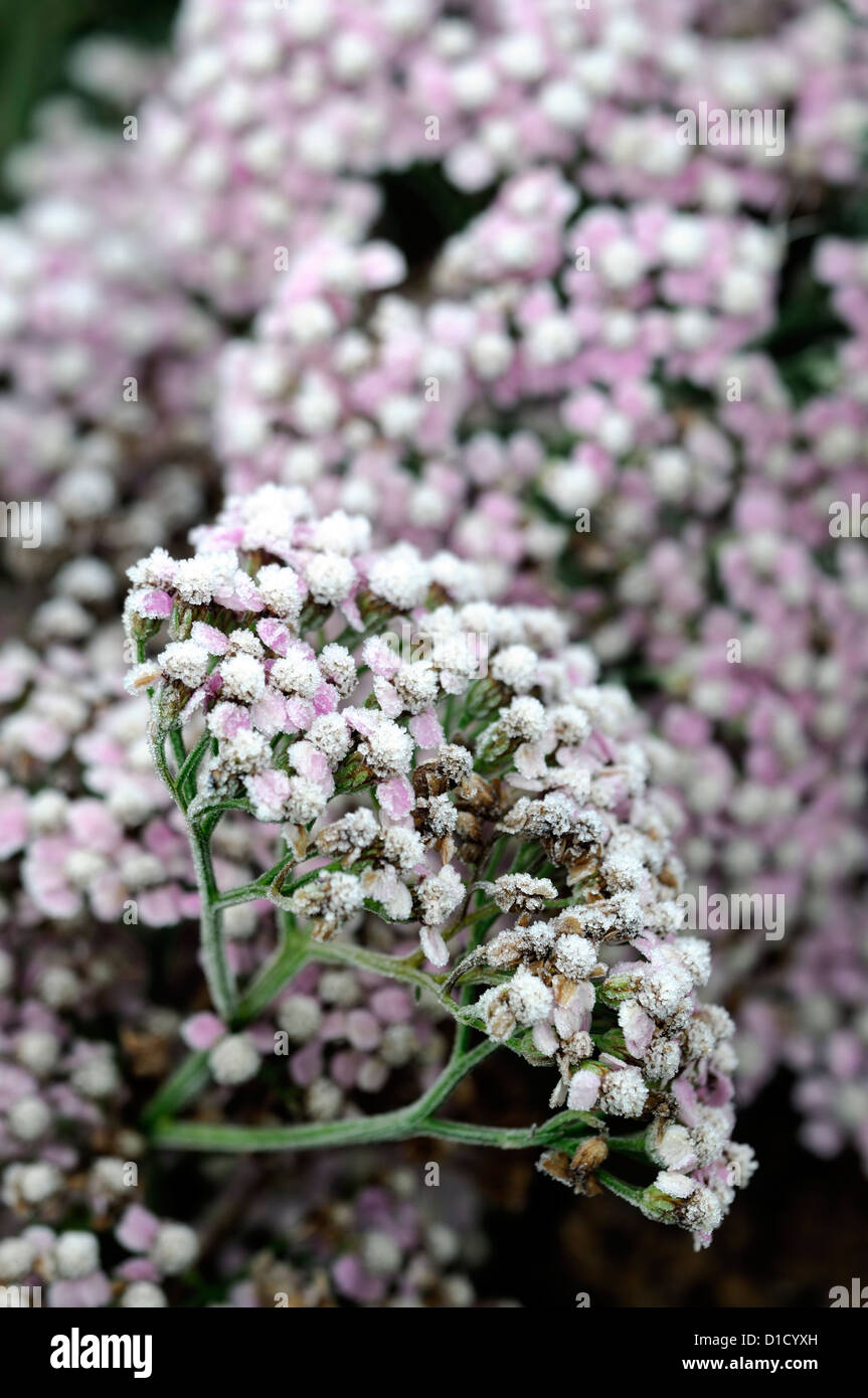 Achillea Millefolium Colorado Blumen Blüte Blüten Pflanze Porträts Closeup rosa Stauden Erdbeerbaum-Frost Abdeckung bedeckt Eis Stockfoto