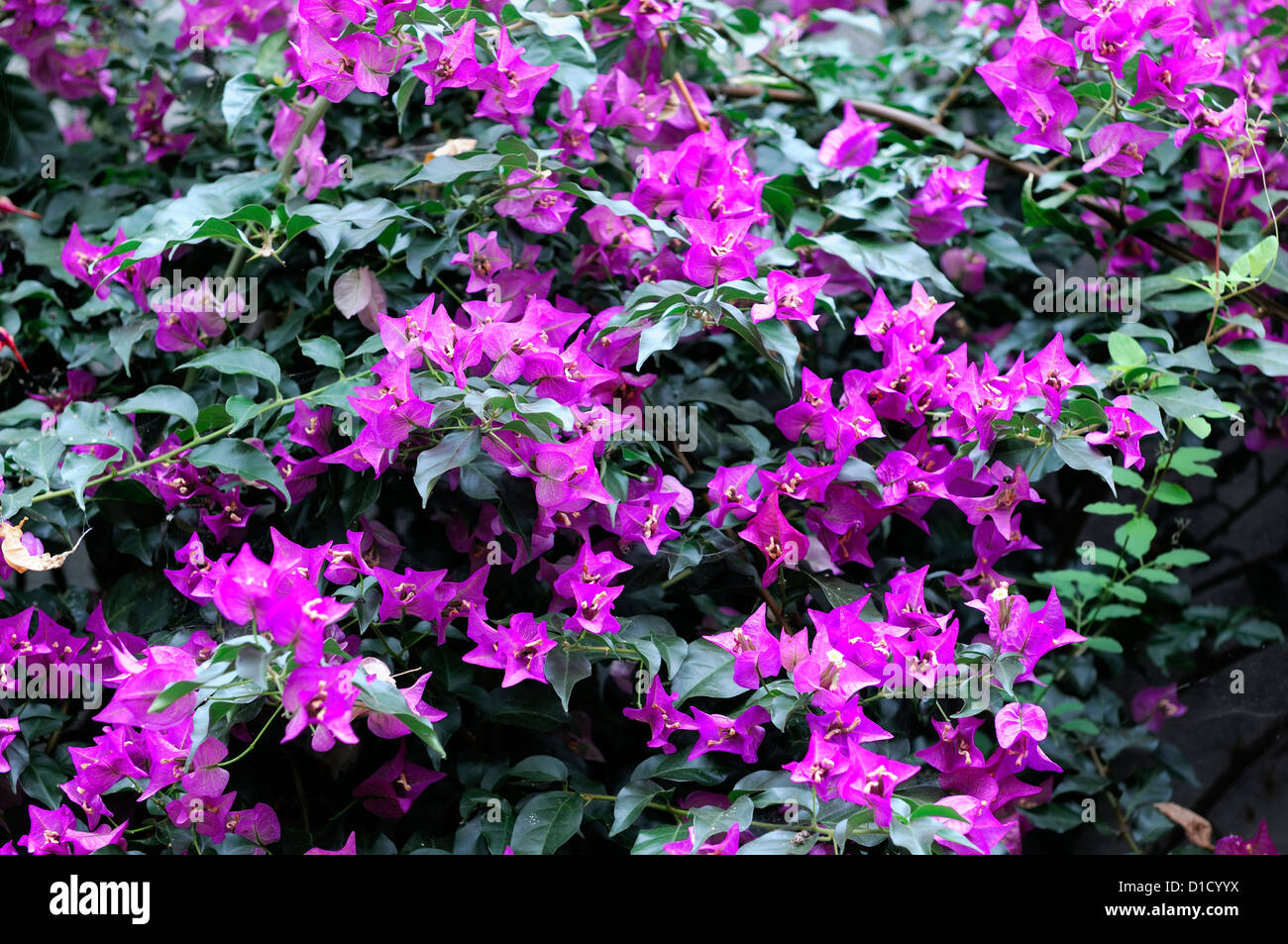 Tropische Blütenpflanzen Stockfotos und -bilder Kaufen - Alamy
