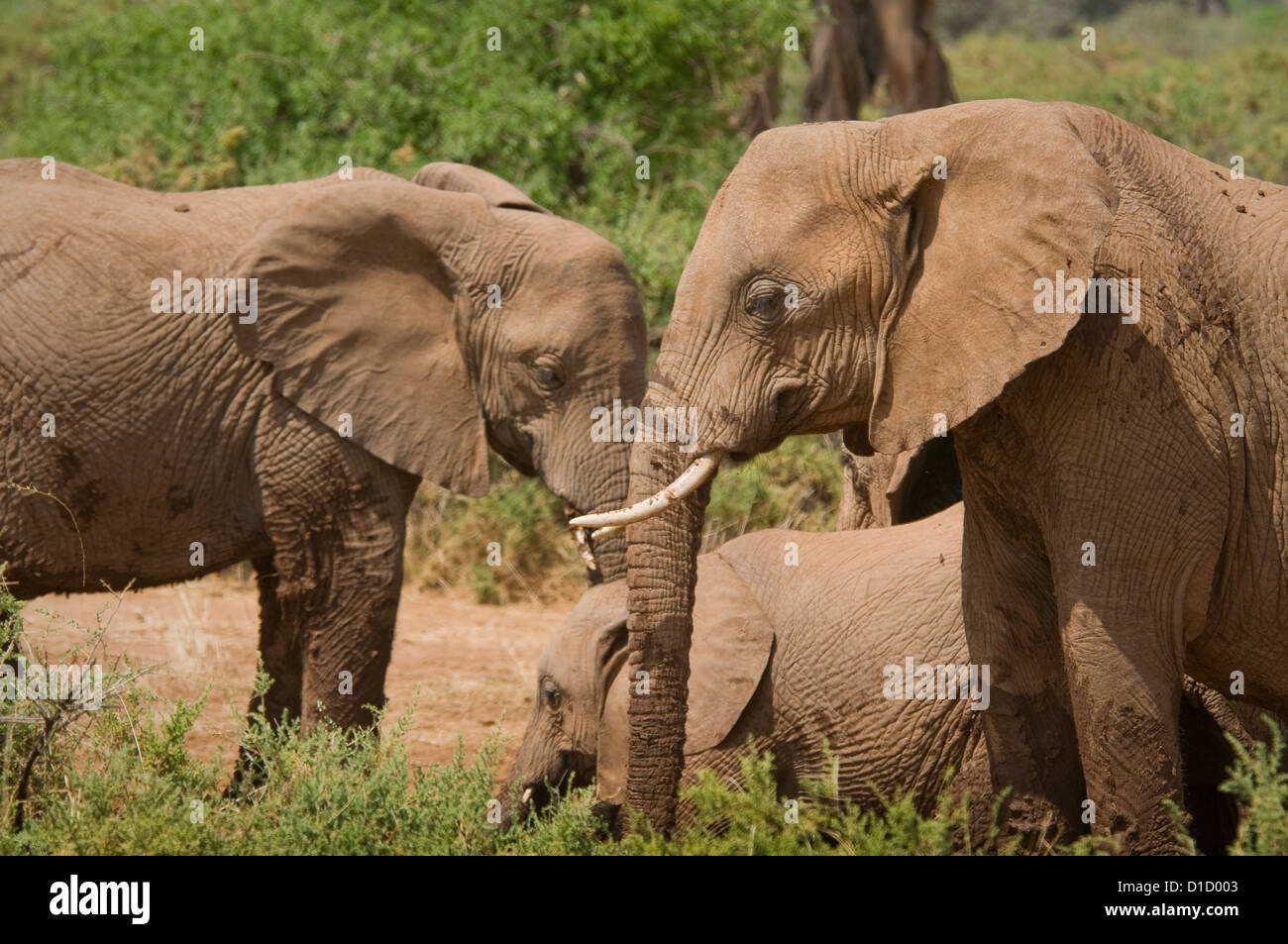 Elefanten mit Kalb Stockfoto