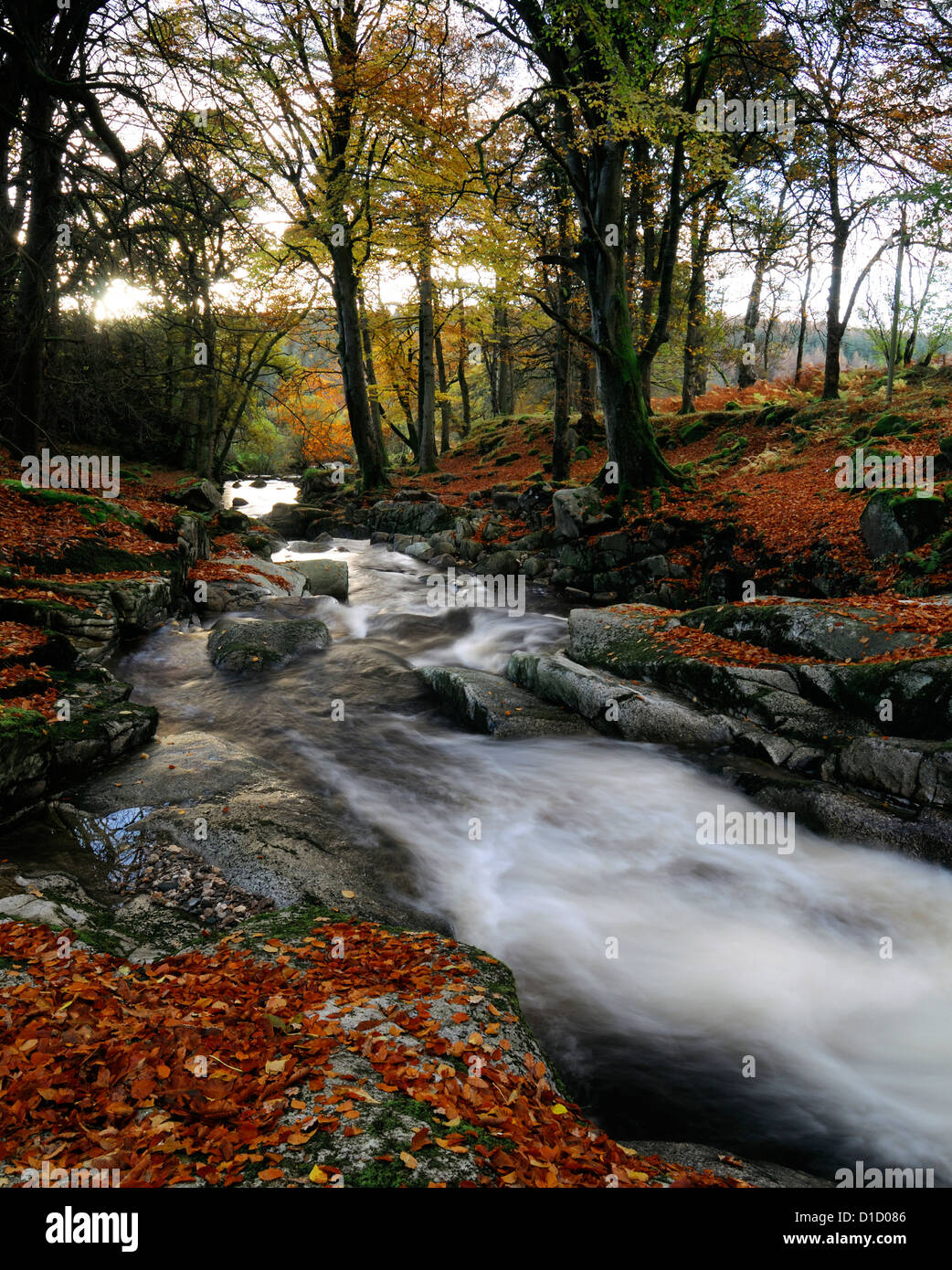 Cloghleagh River County Wicklow Irland Herbst Herbst Farbe Farbe Farbe braun lässt ländliche Idylle herbstliche Szene irischen Stockfoto