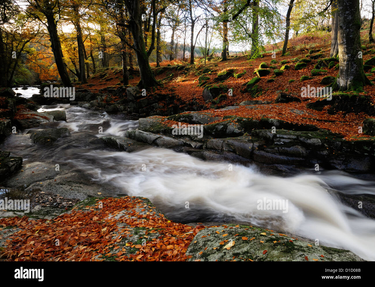 Cloghleagh River County Wicklow Irland Herbst Herbst Farbe Farbe Farbe braun lässt ländliche Idylle herbstliche Szene irischen Stockfoto