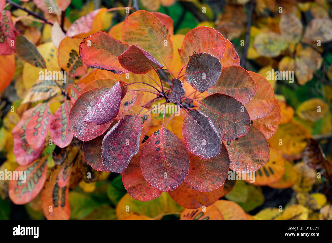 Cotinus Coggygria Flamme herbstlich orange rot gelb Rost Herbstlaub verlässt sommergrüne Sträucher Smokebush Pflanzenportraits Stockfoto