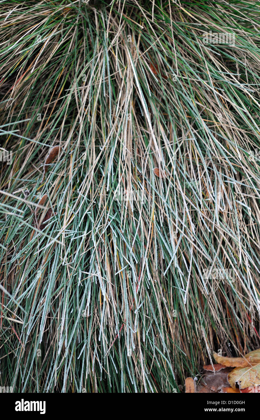 Festuca Amethystina Ziergräser Rasen Laub Blätter Porträts Stauden bereift Winter frostig weiß eisigen Pflanzendecke Stockfoto