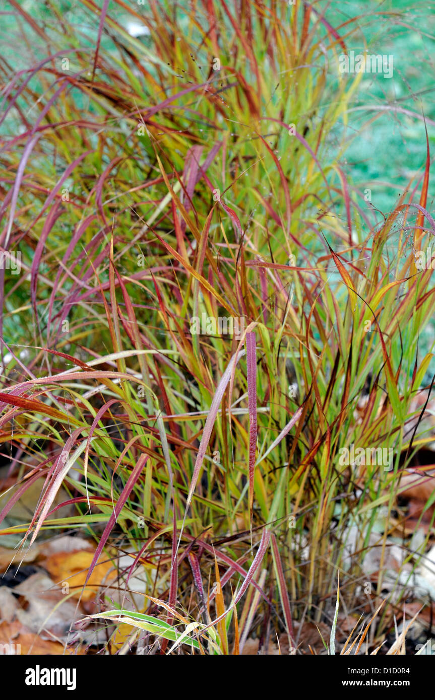 Panicum Virgatum Rotstrahlbusch Ziergräser Rasen Laub Blätter Pflanze Porträts Stauden Winter frostig weiß matt Stockfoto