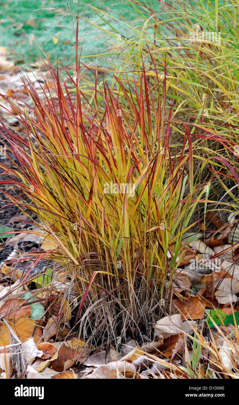 Panicum Virgatum Rotstrahlbusch Ziergräser Rasen Laub Blätter Pflanze Porträts Stauden Winter frostig weiß matt Stockfoto