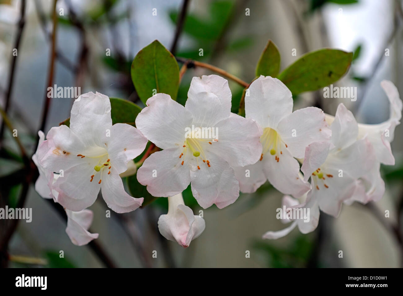 Rhododendron Gossamer weiße Blumen Blüten Loranthiflorum X laetum