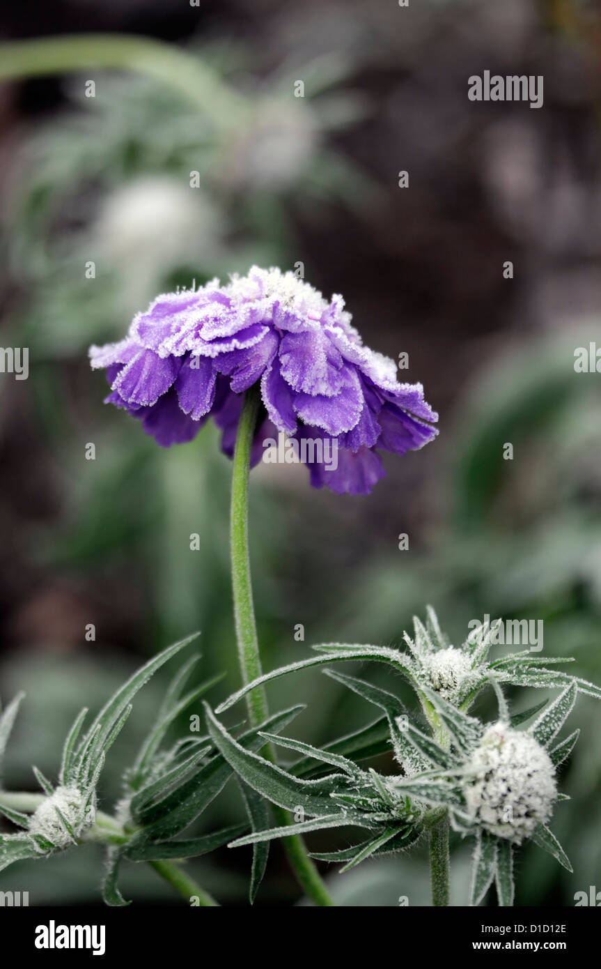 Scabiosa Caucasica Fama lila Blume Blüte Blüte eisigen Frost frostigen Herbst Frühwinter Stockfoto