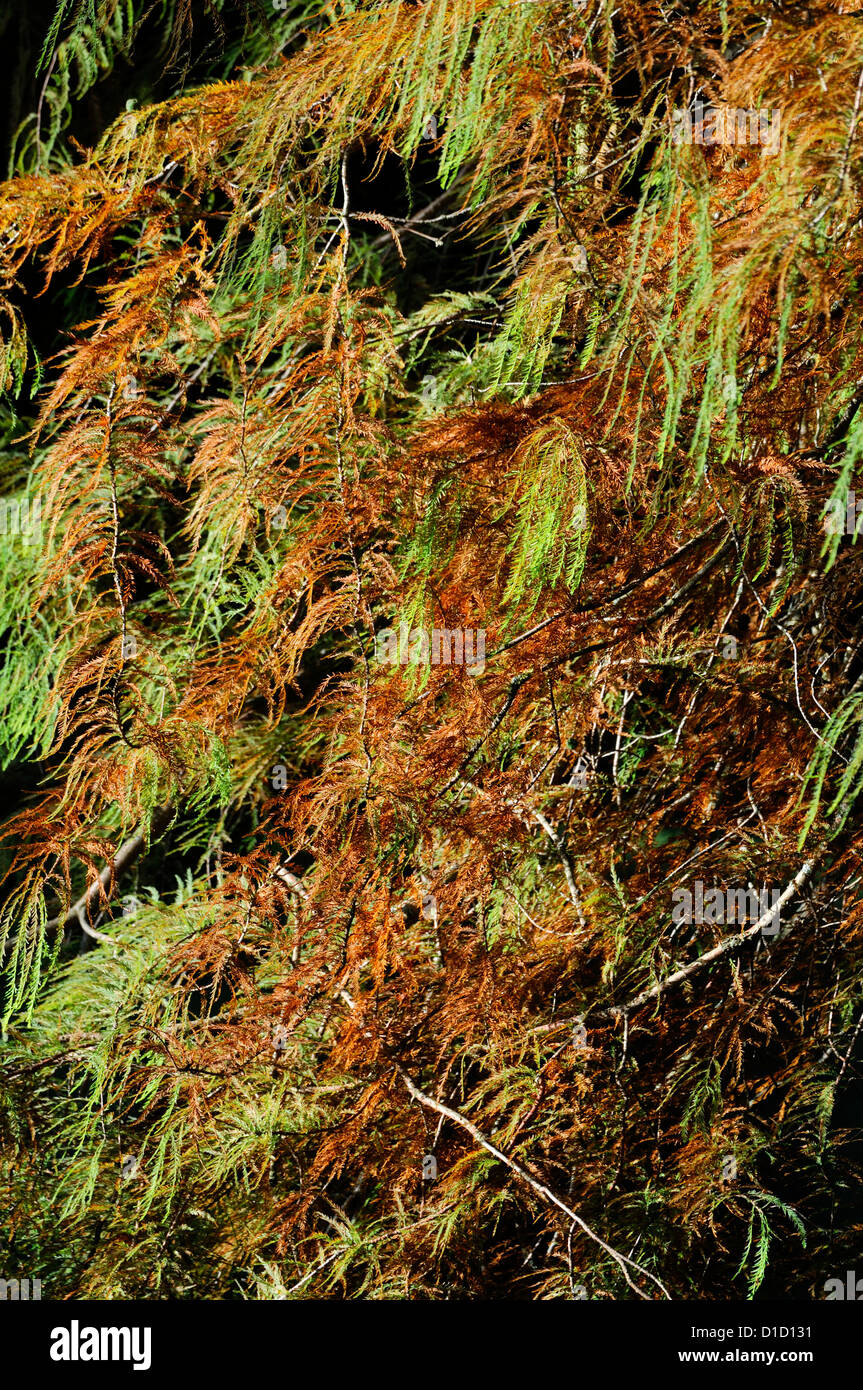 Taxodium Distichum Sumpf Zypresse Herbst herbstlichen Farbe orange gelbe Laub Blätter Zweigen sommergrüne Koniferen Bäume Nadeln Stockfoto