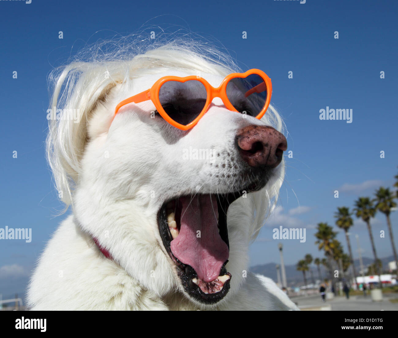 Weißer Schäferhund mit Sonnenbrille am Strand in Südkalifornien Stockfoto