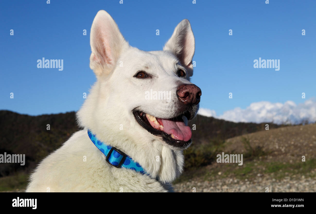 Weißer Schäferhund in Westridge-Canyonback Wildnis-Park in Süd-Kalifornien Stockfoto