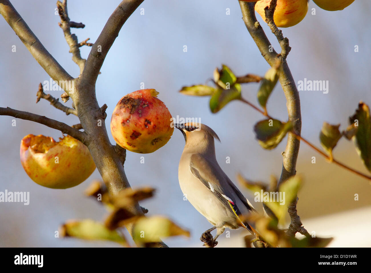 Seidenschwanz Vogel rote Äpfel essen Stockfoto