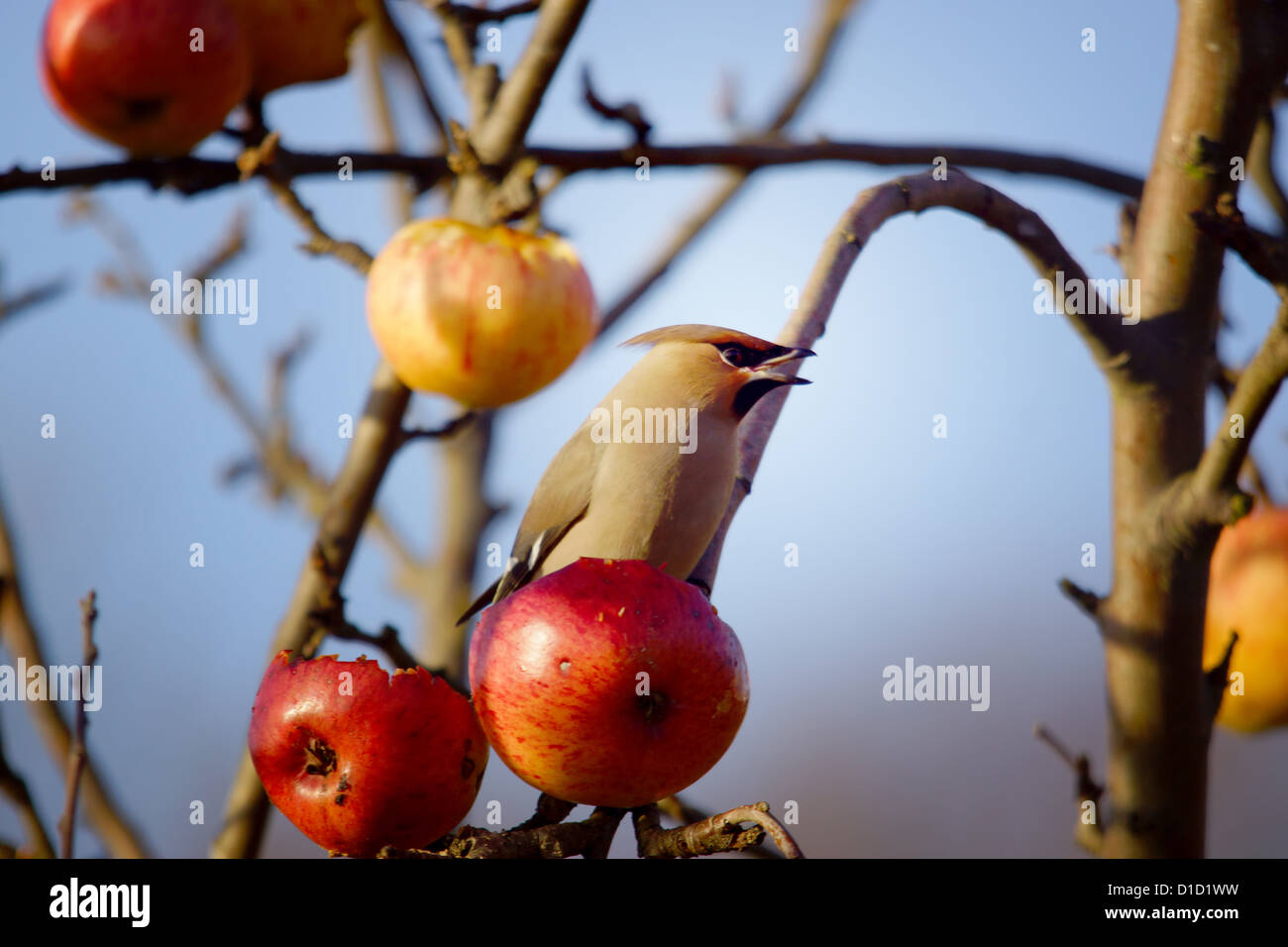 Seidenschwanz Vogel rote Äpfel essen Stockfoto