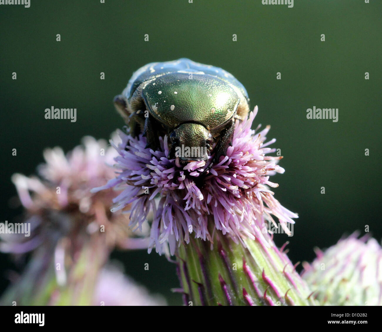 Makro-Bild eines grünen Rose Chafer Käfers (Cetonia Aurata) Fütterung auf eine Distel Blume Stockfoto