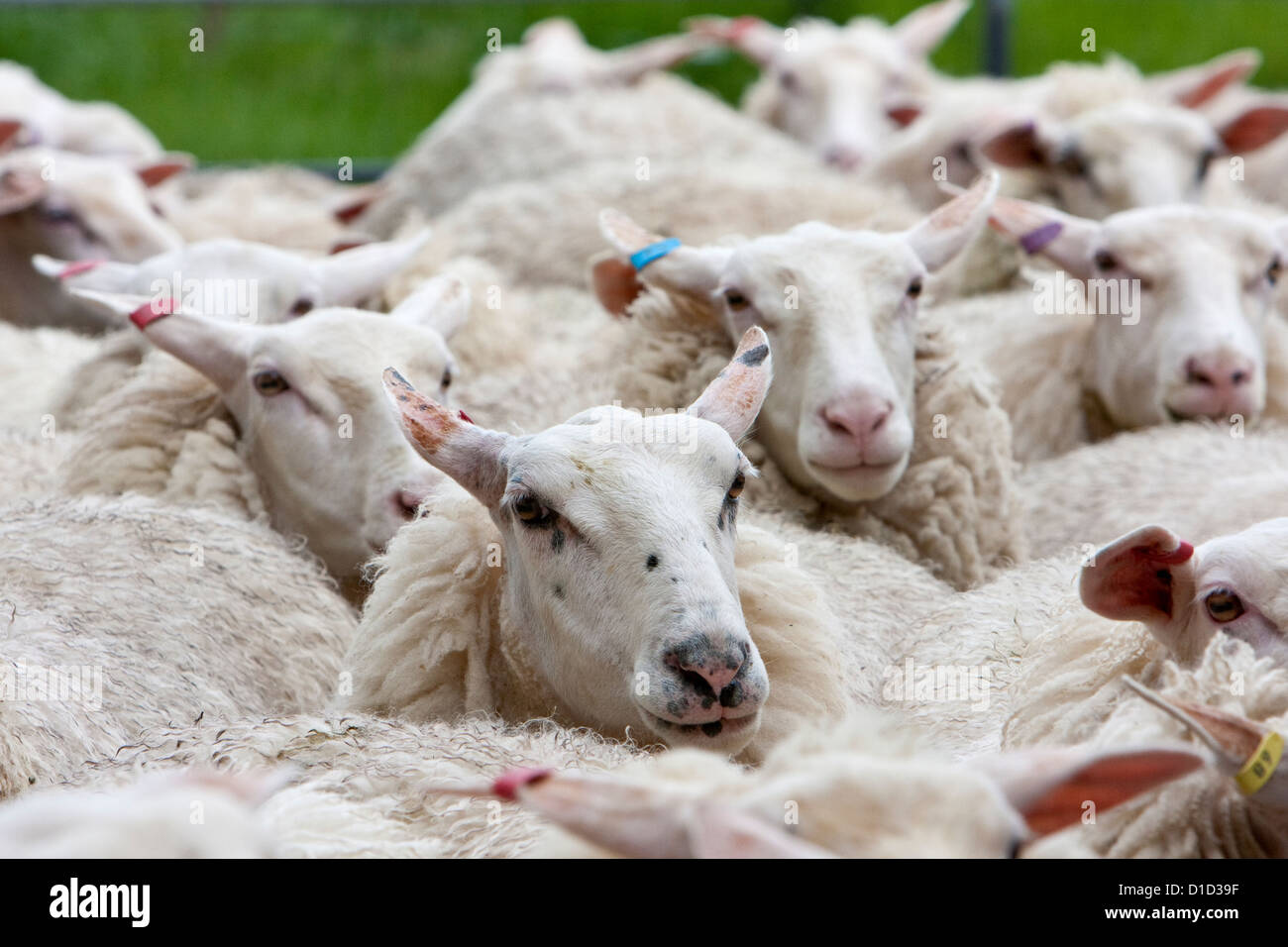 Osten friesische Milchschafe (Deutsches Friesisches Milchschaf), in der Nähe von Masterton, Wairarapa Region, Nordinsel, Neuseeland. Stockfoto