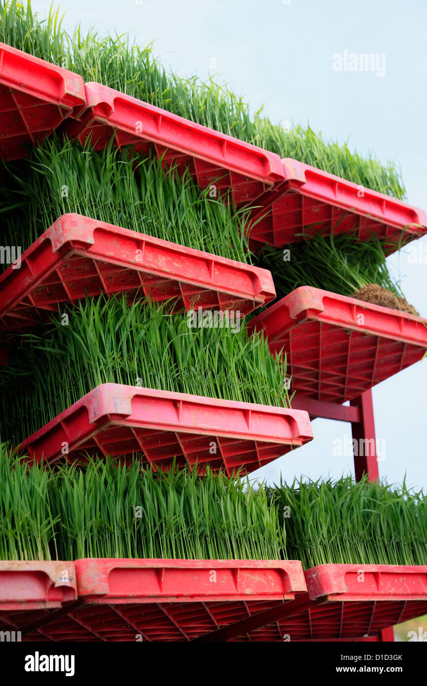 Junge Reis Pflanzen in den Feldern Stockfoto