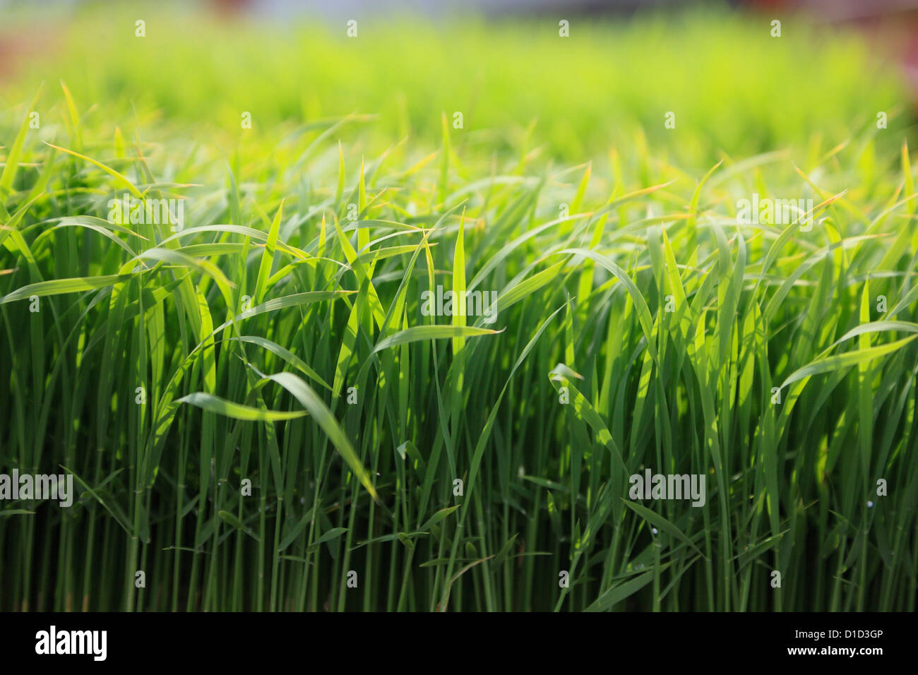 Junge Reispflanzen Stockfoto