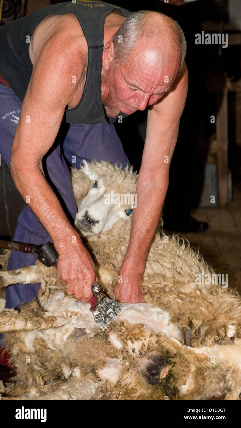 Schafe werden geschoren und National Museum of Sheep Shearing, Masterton, Neuseeland, Nordinsel, Wairarapa Region. Stockfoto