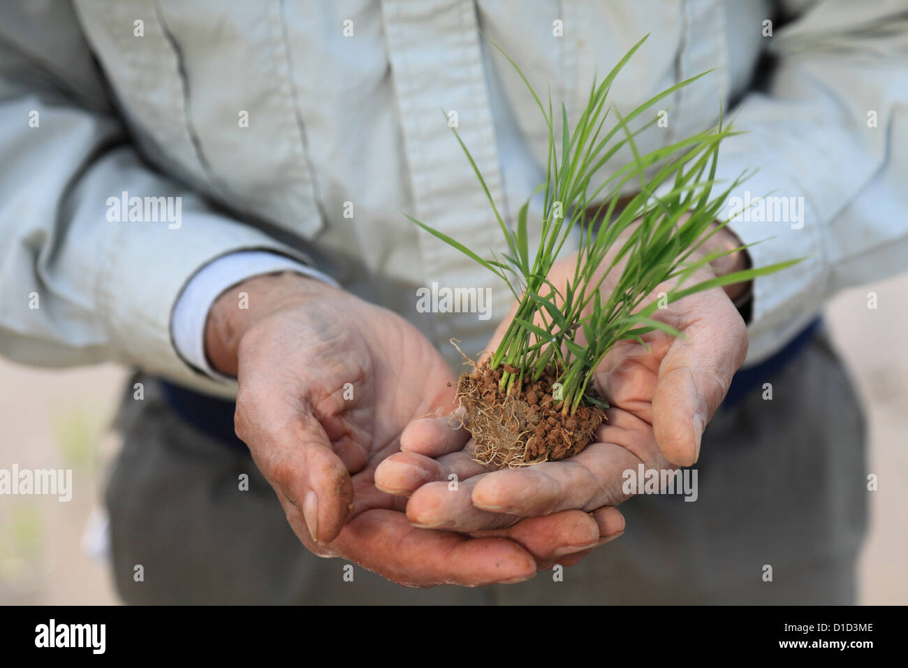 Bauer hält junge Reispflanzen Stockfoto