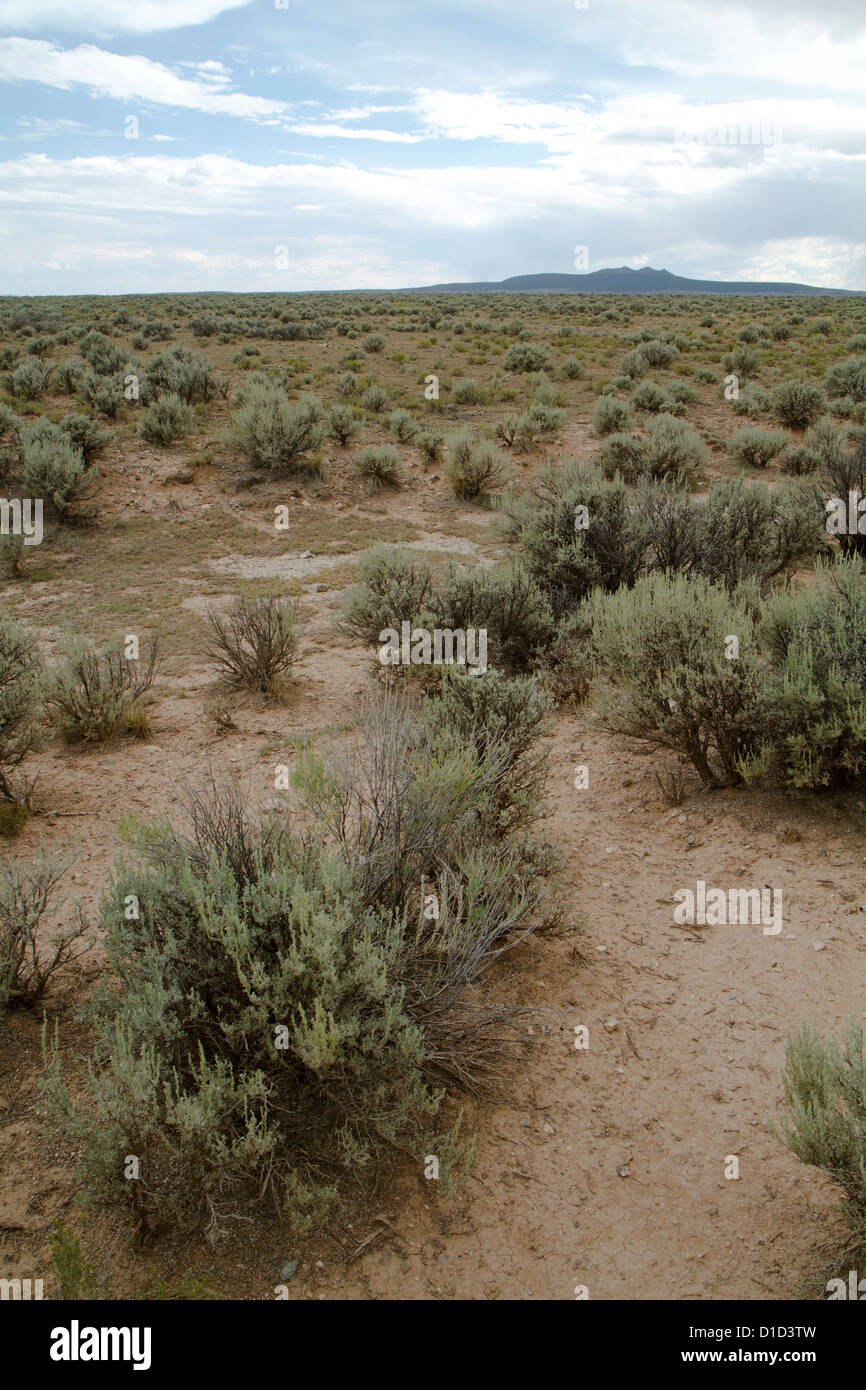 Niedrige Pinsel Vegetation typisch für den hohen Wüstenbiom des nördlichen New Mexico. Stockfoto