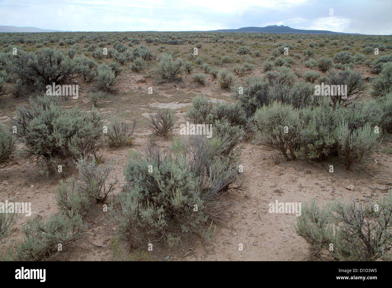 Niedrige Pinsel Vegetation typisch für den hohen Wüstenbiom des nördlichen New Mexico. Stockfoto