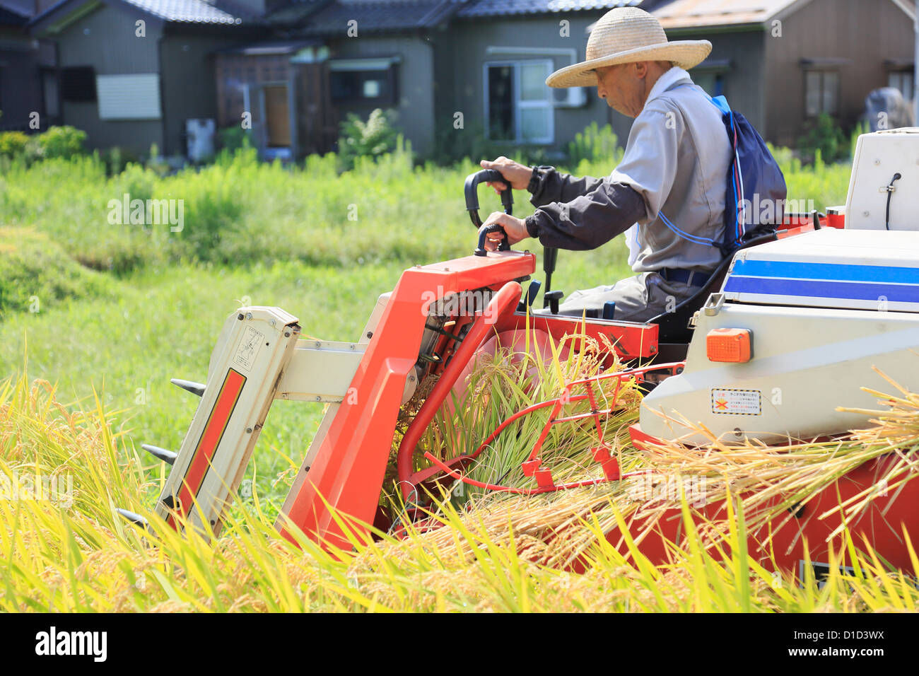 Bauern ernten Reis mit Mähdrescher Stockfoto
