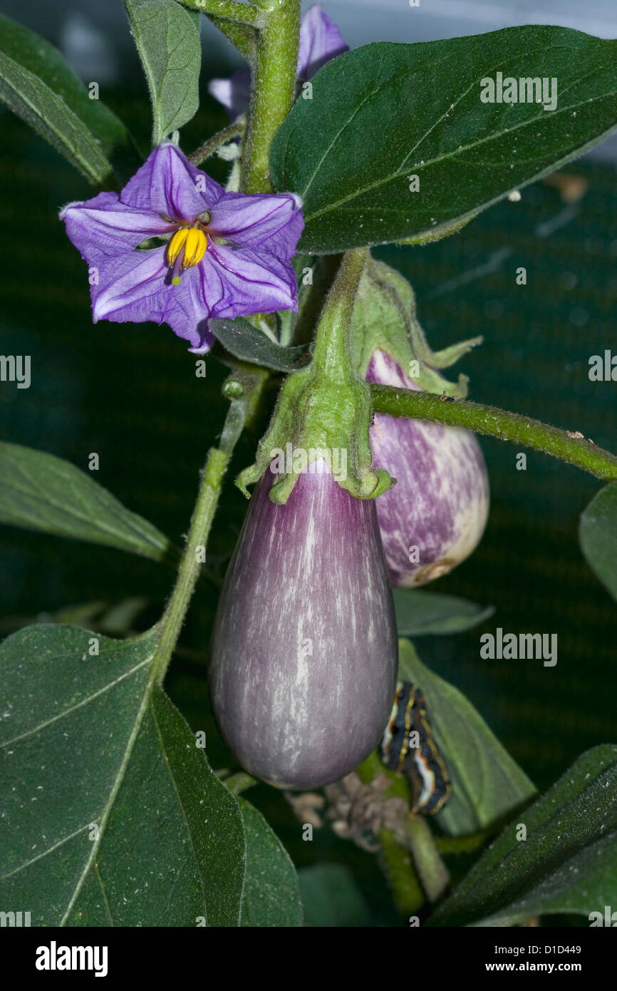 Hell lila Blüten, Smaragd grünen Laub und lange lila Frucht des Ei