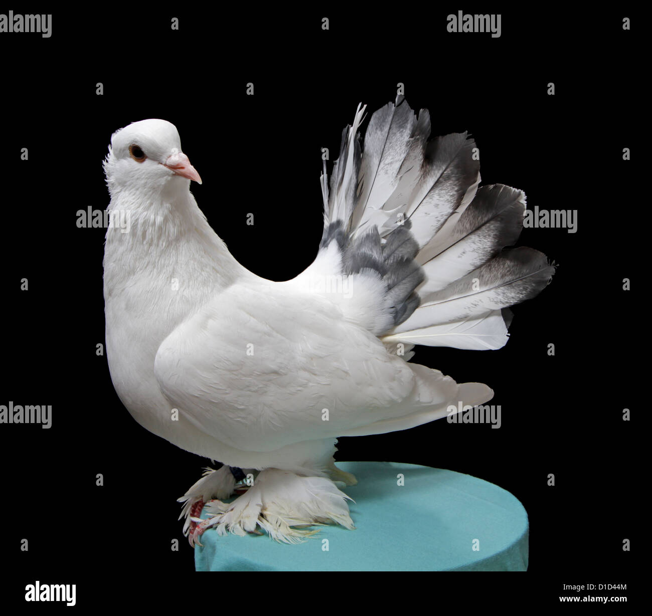 Fantail Tauben Stockfotos Und Bilder Kaufen Alamy