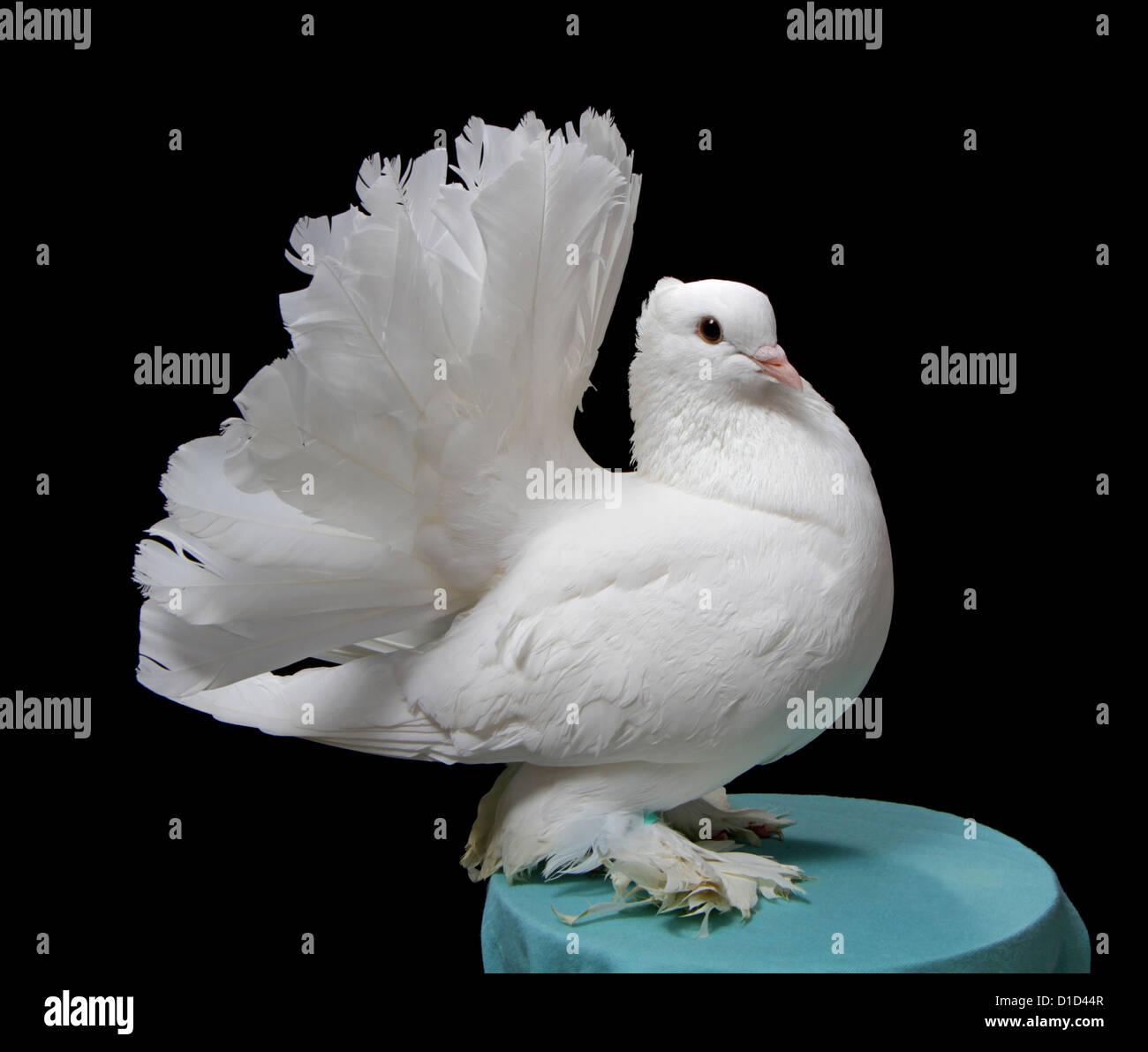 Fantail Tauben Stockfotos Und Bilder Kaufen Alamy
