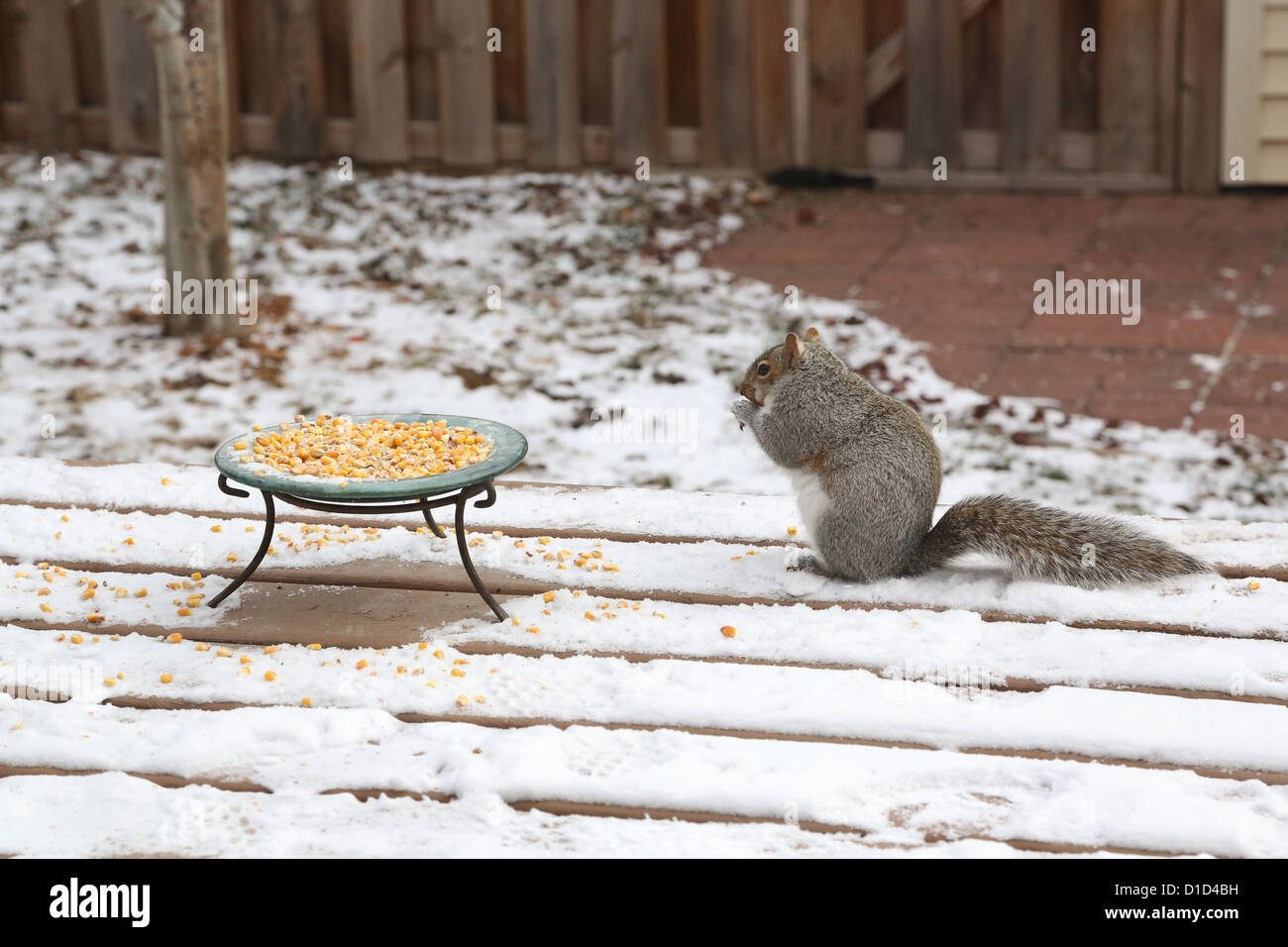 Ein Eichhörnchen Essen Mais aus einer Schüssel auf einem Deck. Stockfoto