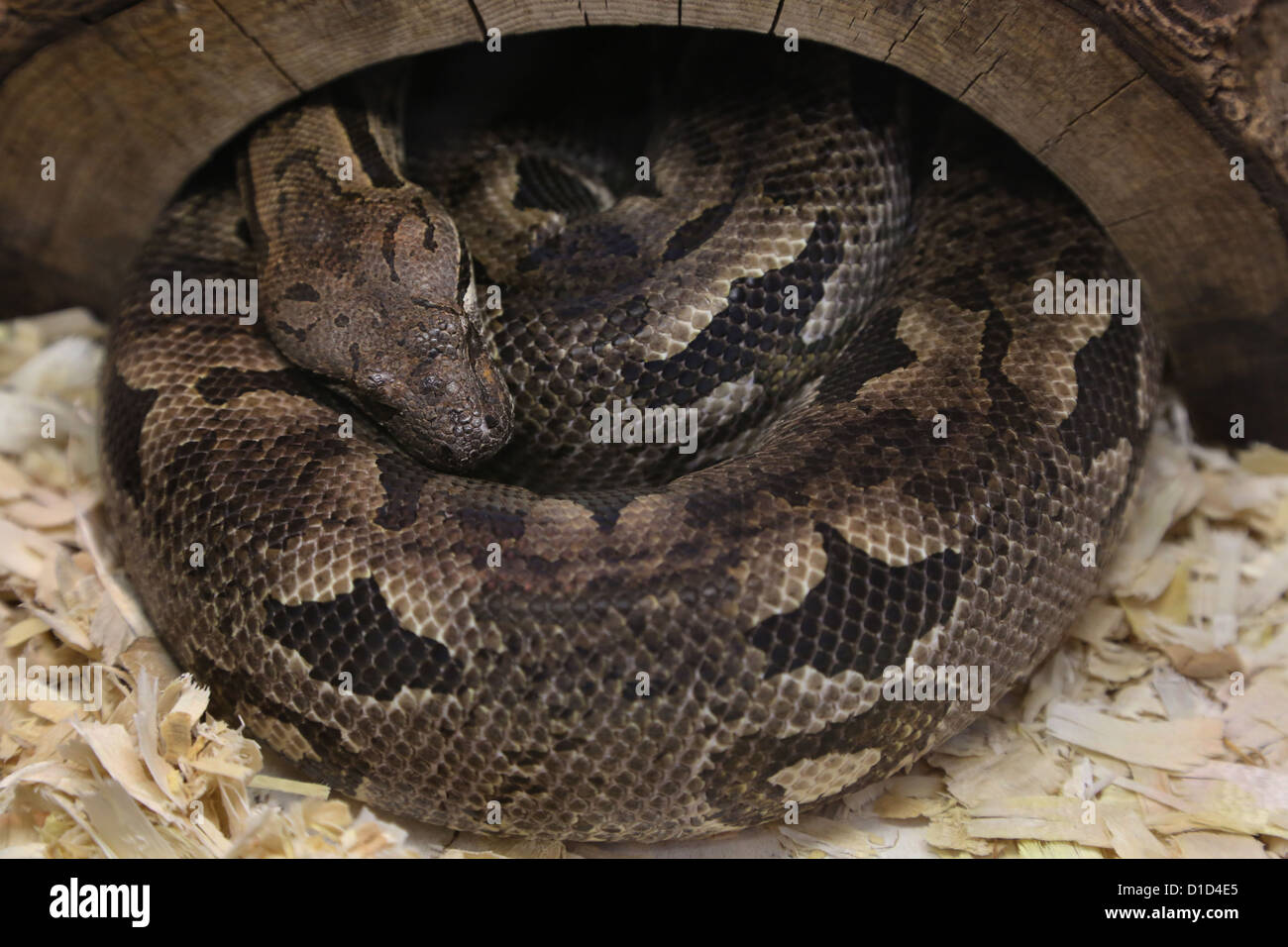 Eine Python-Schlange zusammengerollt in einem Käfig. Stockfoto